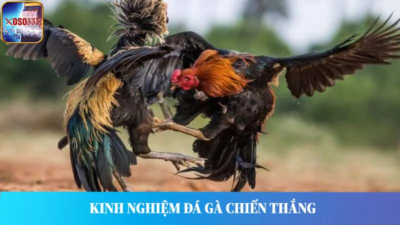 Chiến thuật, kinh nghiệm đá gà hiệu quả dành cho bet thủ.