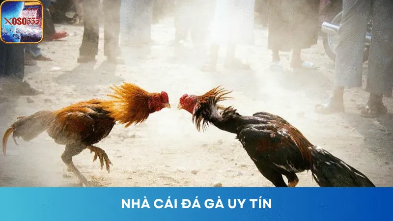 Top 5 Nhà Cái Đá Gà Uy Tín, Hàng Đầu Tại Thị Trường Việt Nam